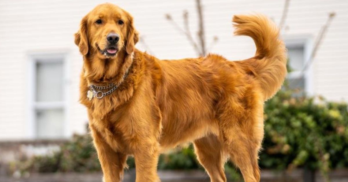 Pet-Friendly Hotels in the UAE