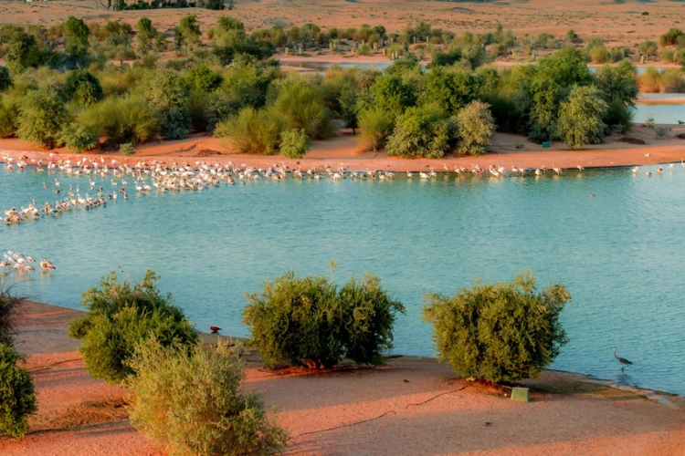 Picnic Spots at Al Qudra Lakes