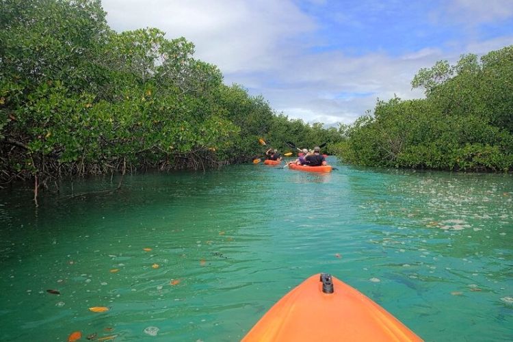 Kayaking in Mangrove National Park