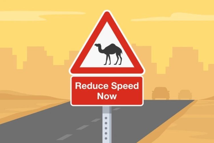 Camel Crossing Signs and Desert Warnings dubai